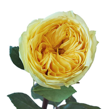 Catalina Beach Garden Rose Stem