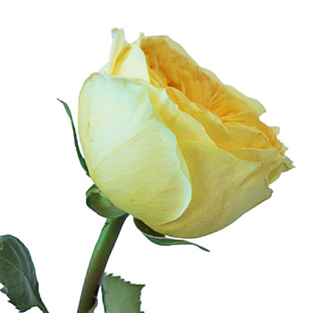 Catalina Beach Garden Rose Side Stem View