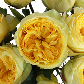 Catalina Beach Garden Roses up close