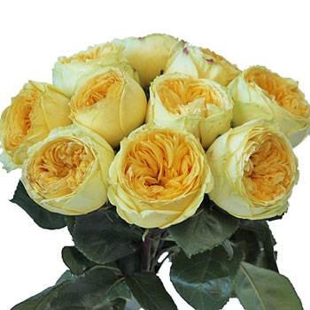 Catalina Beach Garden Wholesale Roses In a vase
