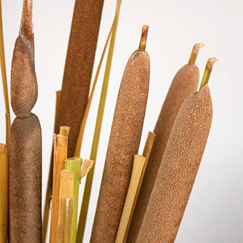 Cattail Bulk Filler Flower