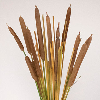 Cattail Bulk Filler Flower