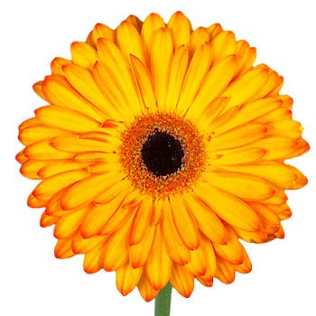 Gerbera Daisy Catwalk Sunset Wholesale Flower Up close