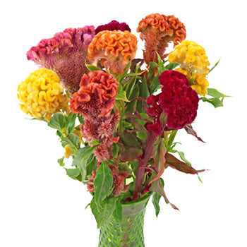 Assorted Brain Celosia Flowers