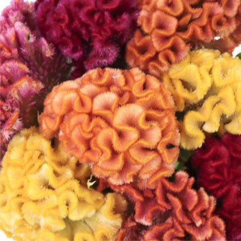 Assorted Brain Celosia Flowers
