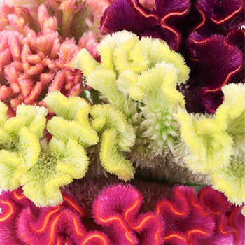 Assorted Brain Celosia Flowers