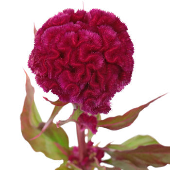 Burgundy Berry Celosia Brain Flowers