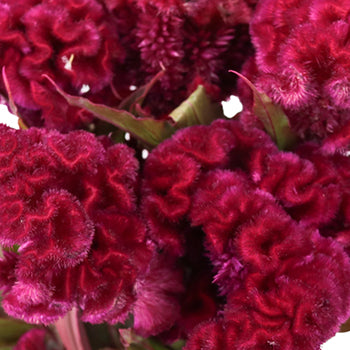 Burgundy Berry Celosia Brain Flowers