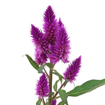 Purpleberry Feather Celosia Flower
