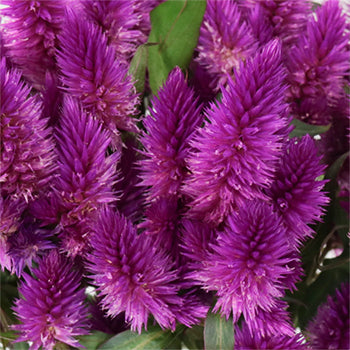 Purpleberry Feather Celosia Flower