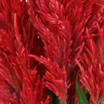 Orangie Red Feather Celosia