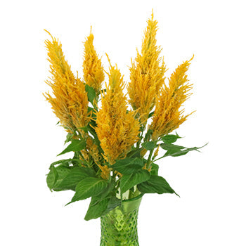 Golden Yellow Feather Celosia