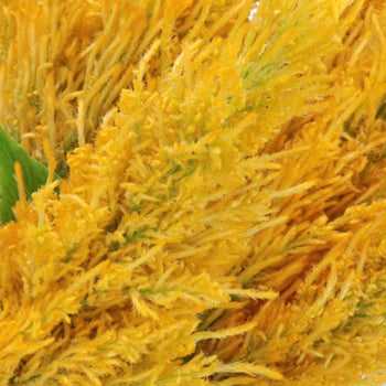 Golden Yellow Feather Celosia