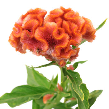 Hues of Coral Brain Celosia Flowers