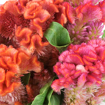 Hues of Coral Brain Celosia Flowers