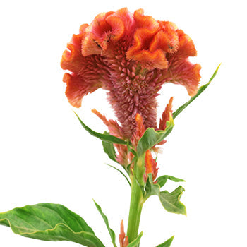 Hues of Coral Brain Celosia Flowers
