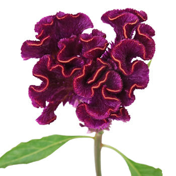 Mulberry Velvet Celosia Flowers
