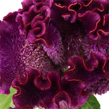 Mulberry Velvet Celosia Flowers