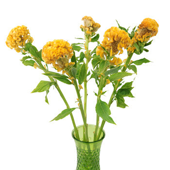 Celosia Bulk Yellow Flowers