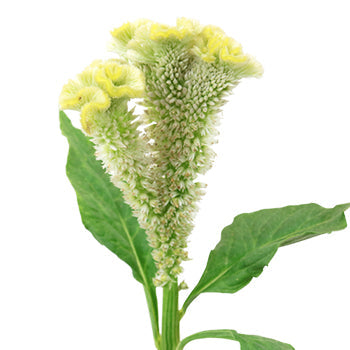 Lemon Mint Brain Celosia Funky Flower