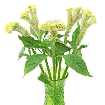 Lemon Mint Brain Celosia Funky Flower