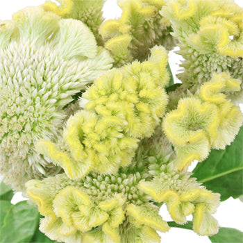 Lemon Mint Brain Celosia Funky Flower