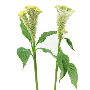 Lemon Mint Brain Celosia Funky Flower