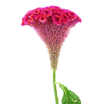 Celosia Hot Pink Flower