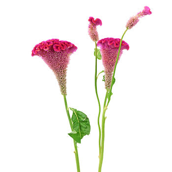 Celosia Hot Pink Flower