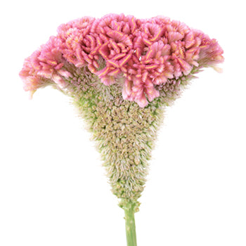 Celosia CoxComb Pink Wholesale Flowers