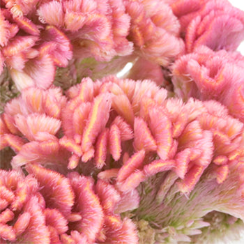 Celosia CoxComb Pink Wholesale Flowers