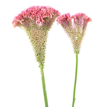 Celosia CoxComb Pink Wholesale Flowers