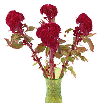 Celosia Fresh Dark Red Flowers