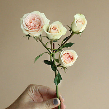 Chablis Light Pink Rose Stem