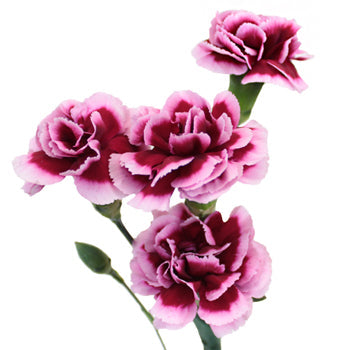 Chameleon Pink Mini Carnation Stem