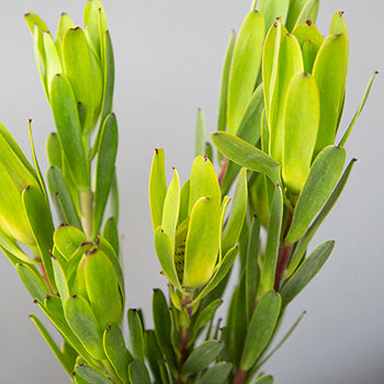 Chameleon Fresh Cut Leucadendron Flower
