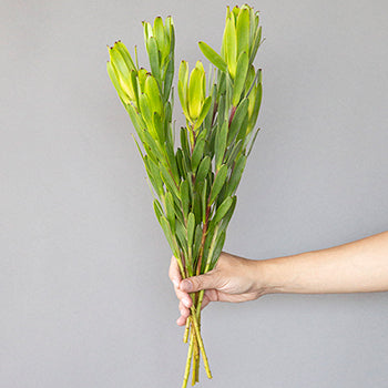 Chameleon Fresh Cut Leucadendron Flower