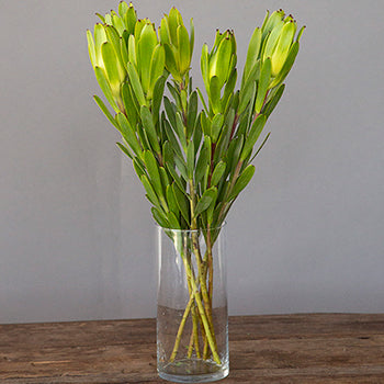 Chameleon Fresh Cut Leucadendron Flower