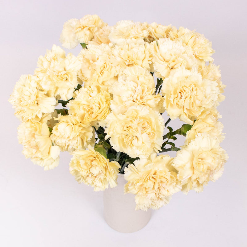 Champagne Wholesale Carnation Flower Bunch in Vase