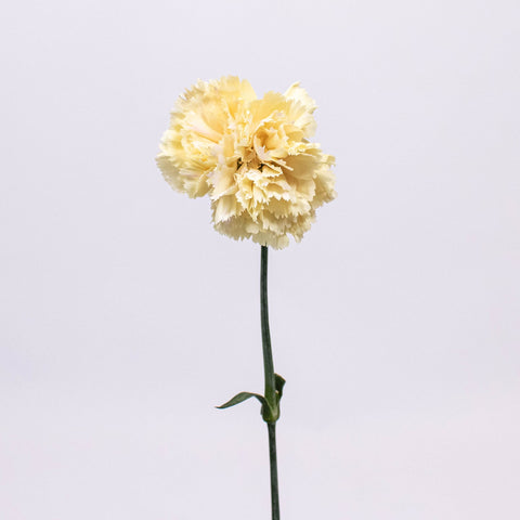 Champagne Wholesale Carnation Flower Single Stem