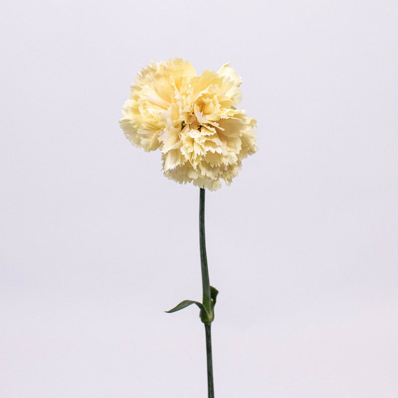Champagne Wholesale Carnation Flower Single Stem