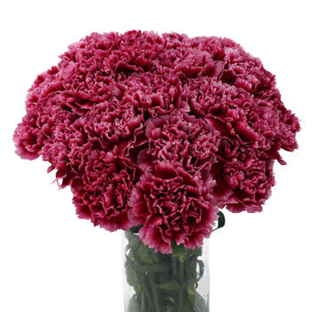 Cherries in the Snow Carnation Flowers In a vase