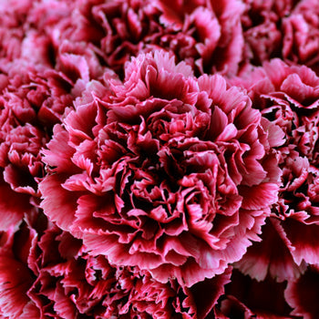 Cherries in the Snow Wholesale Carnations Up close