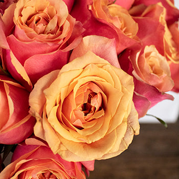 Aphrodites Love Potion Bicolored Roses