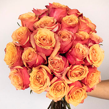 Aphrodites Love Potion Bicolored Roses