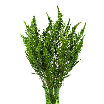 Chilean Green Heather