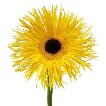 Golden Yellow Spider Gerbera Flower