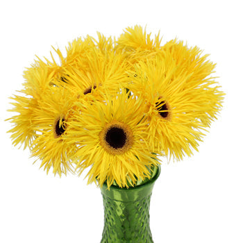 Golden Yellow Spider Gerbera Flower