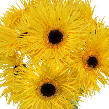 Golden Yellow Spider Gerbera Flower