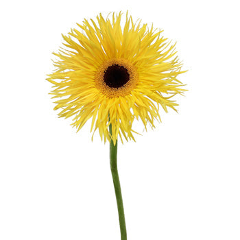 Golden Yellow Spider Gerbera Flower